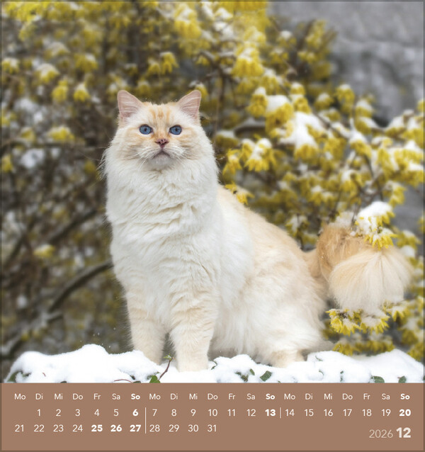 Weitere Ansicht: Schmusekatzen 2026