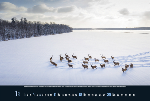 Weitere Ansicht: Wilde Tiere - weite Landschaft 2026