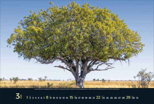 Weitere Ansicht: Wilde Tiere - weite Landschaft 2026