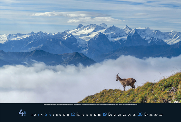 Weitere Ansicht: Wilde Tiere - weite Landschaft 2026