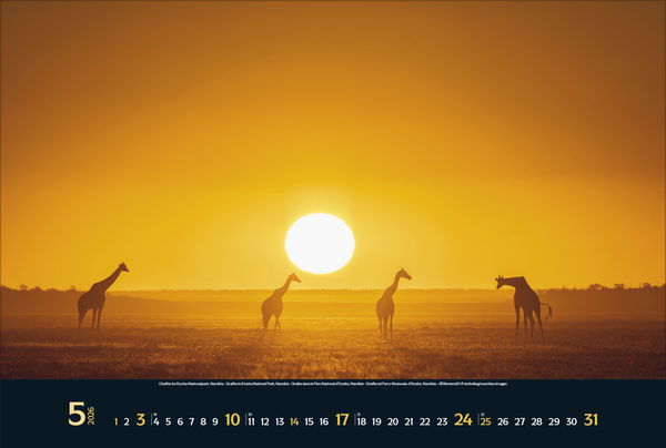 Weitere Ansicht: Wilde Tiere - weite Landschaft 2026