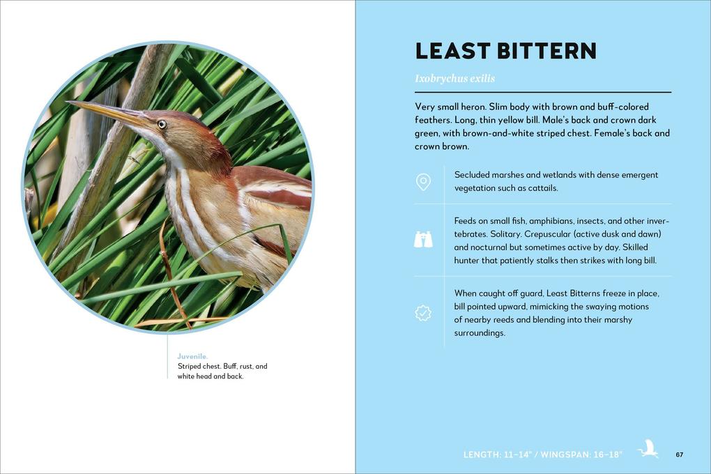 Weitere Ansicht: Birds of the Great Lakes | Dexter Patterson