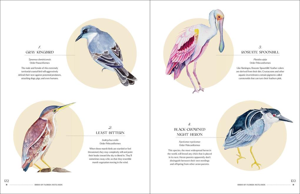 Weitere Ansicht: The Illuminated Book of Birds | Robin Crofut-Brittingham