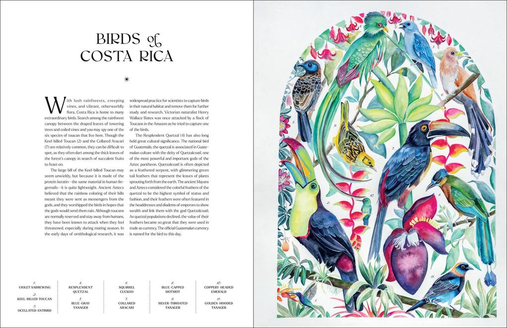Weitere Ansicht: The Illuminated Book of Birds | Robin Crofut-Brittingham