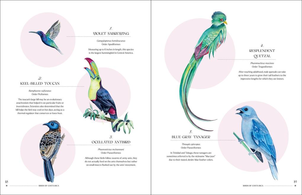 Weitere Ansicht: The Illuminated Book of Birds | Robin Crofut-Brittingham