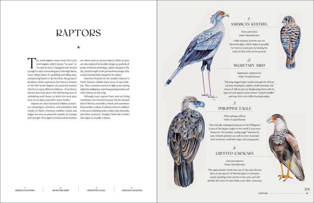 Weitere Ansicht: The Illuminated Book of Birds | Robin Crofut-Brittingham