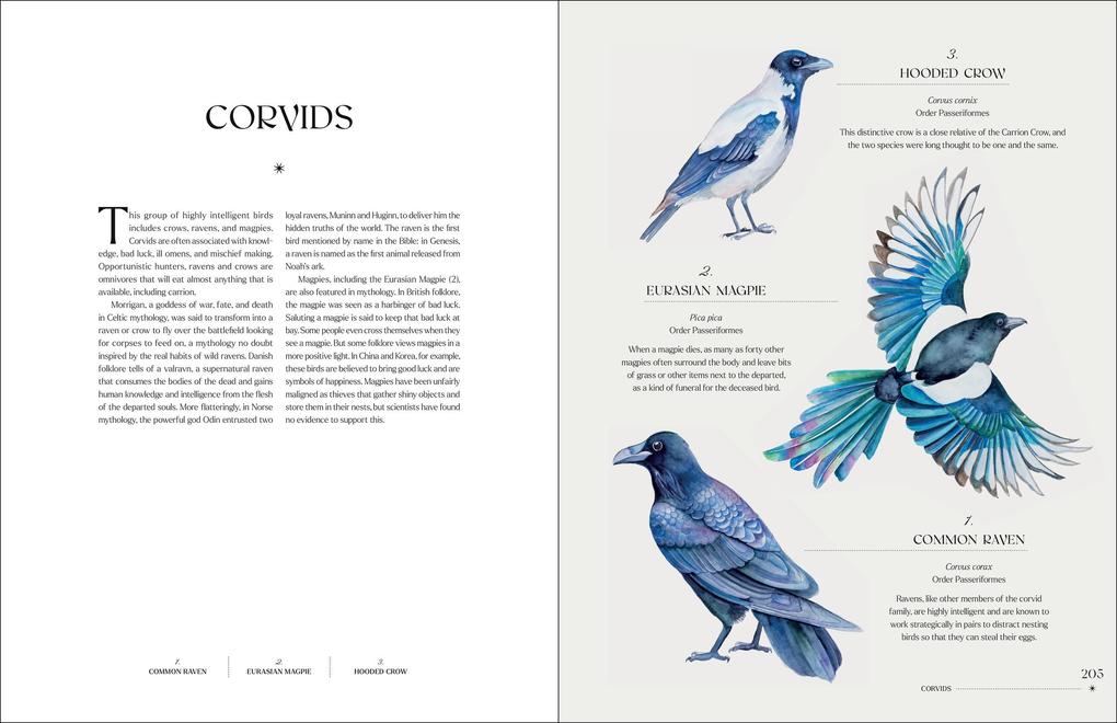 Weitere Ansicht: The Illuminated Book of Birds | Robin Crofut-Brittingham