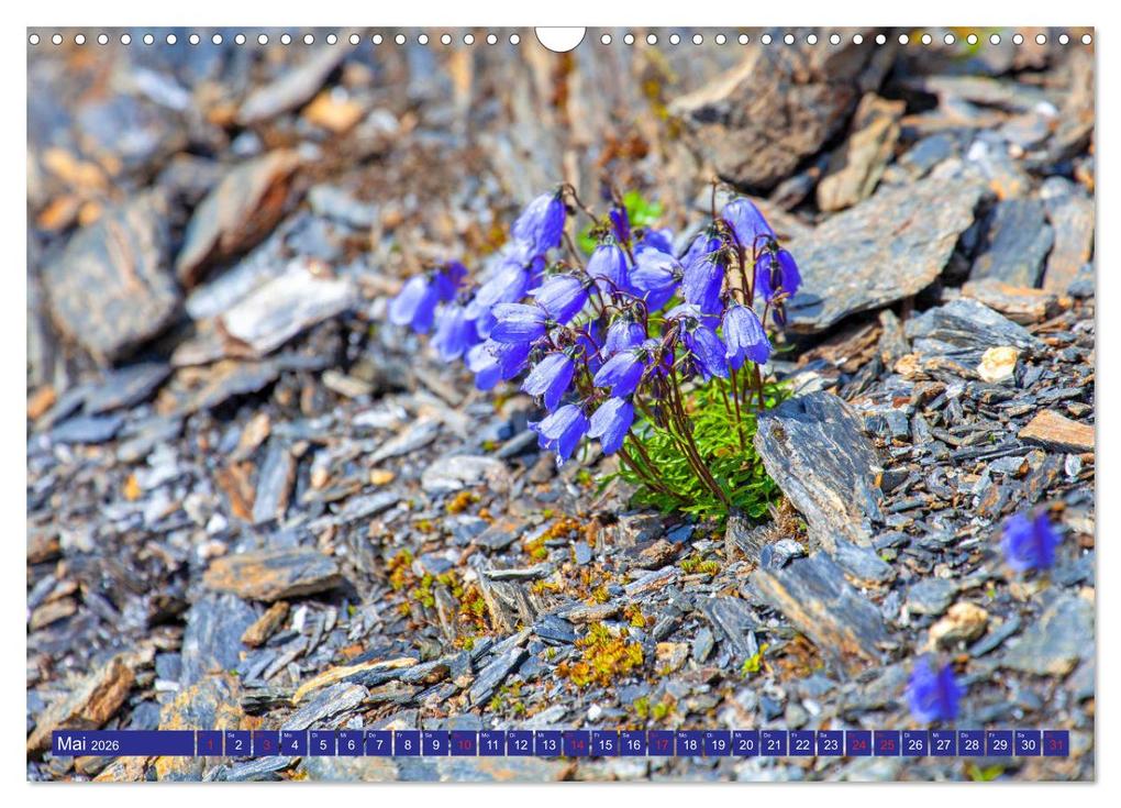 Weitere Ansicht: Meine schönsten Alpenblumen (Wandkalender 2026 DIN A3 quer), CALVENDO Monatskalender | Christa Kramer, Calvendo