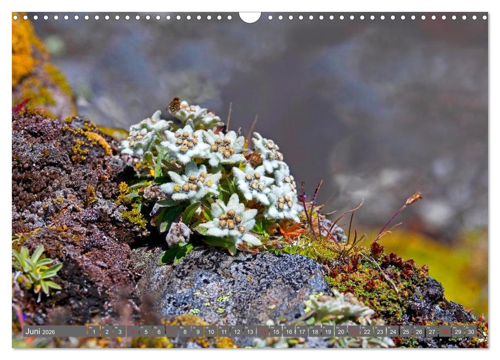 Weitere Ansicht: Meine schönsten Alpenblumen (Wandkalender 2026 DIN A3 quer), CALVENDO Monatskalender | Christa Kramer, Calvendo