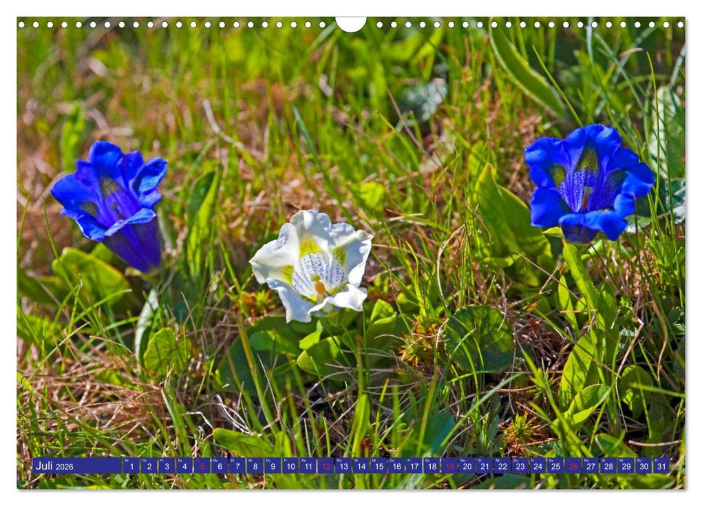 Weitere Ansicht: Meine schönsten Alpenblumen (Wandkalender 2026 DIN A3 quer), CALVENDO Monatskalender | Christa Kramer, Calvendo