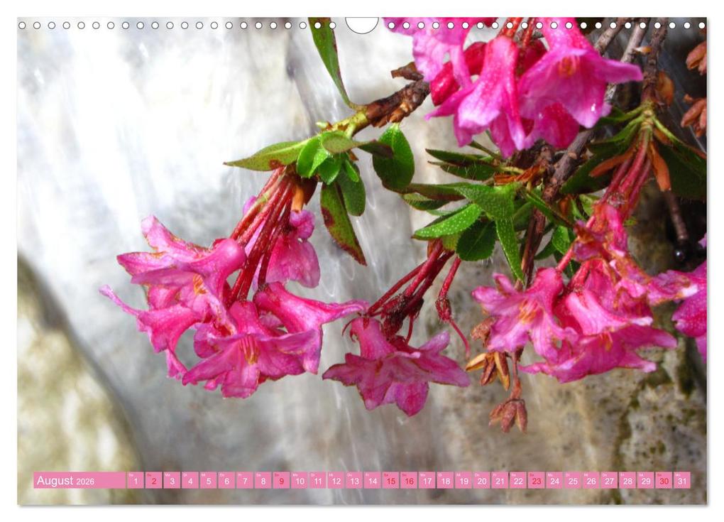 Weitere Ansicht: Meine schönsten Alpenblumen (Wandkalender 2026 DIN A3 quer), CALVENDO Monatskalender | Christa Kramer, Calvendo