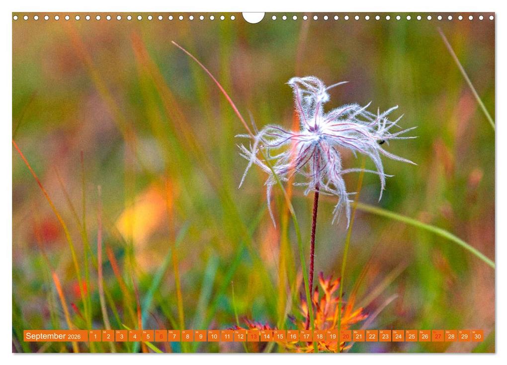 Weitere Ansicht: Meine schönsten Alpenblumen (Wandkalender 2026 DIN A3 quer), CALVENDO Monatskalender | Christa Kramer, Calvendo