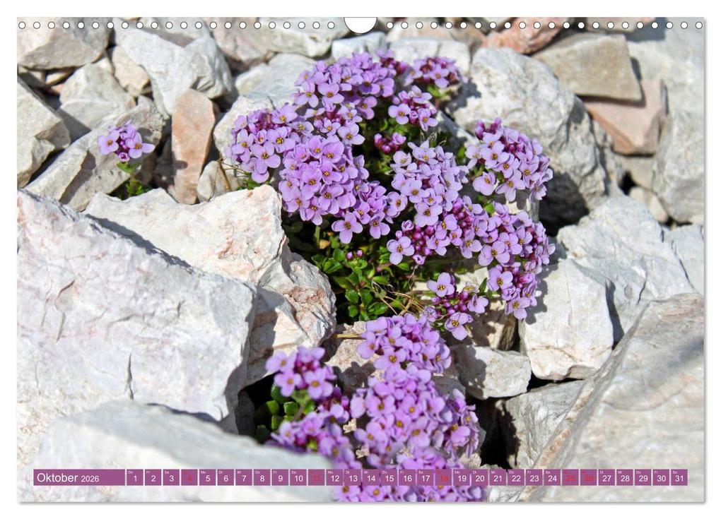Weitere Ansicht: Meine schönsten Alpenblumen (Wandkalender 2026 DIN A3 quer), CALVENDO Monatskalender | Christa Kramer, Calvendo