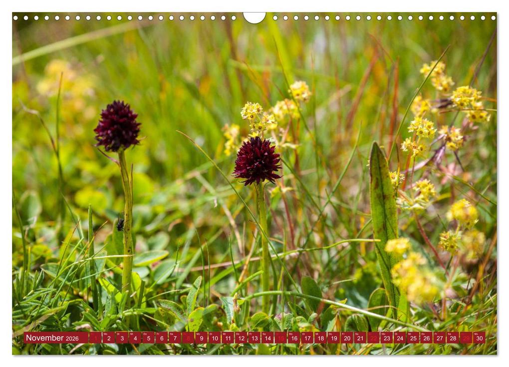 Weitere Ansicht: Meine schönsten Alpenblumen (Wandkalender 2026 DIN A3 quer), CALVENDO Monatskalender | Christa Kramer, Calvendo
