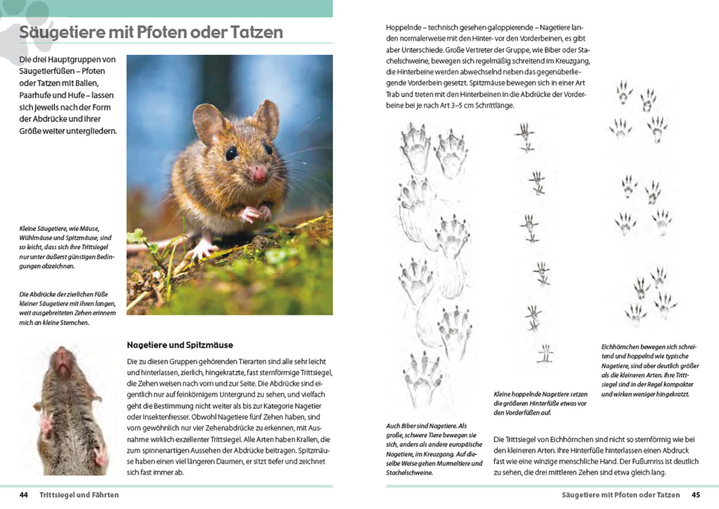 Weitere Ansicht: Fährten lesen und Spuren suchen | Nick Baker