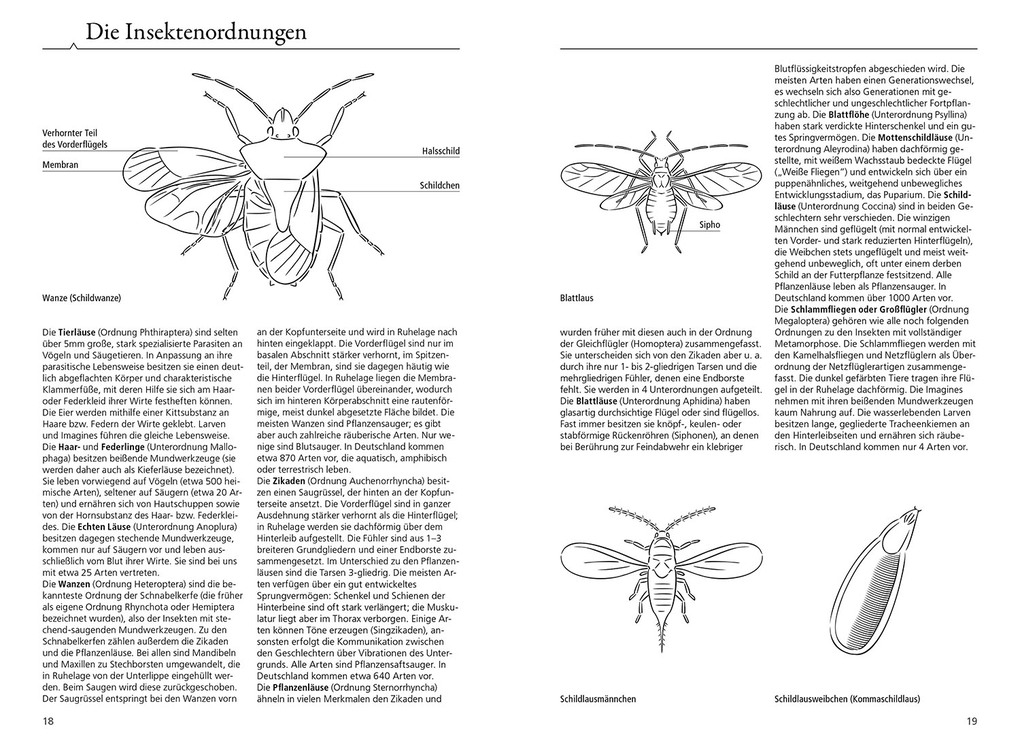 Weitere Ansicht: Der KOSMOS Insektenführer | Heiko Bellmann, Lars Wilker