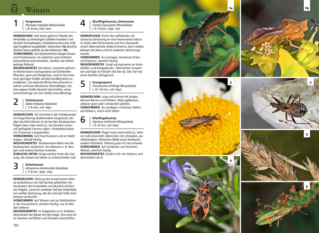 Weitere Ansicht: Der KOSMOS Insektenführer | Heiko Bellmann, Lars Wilker