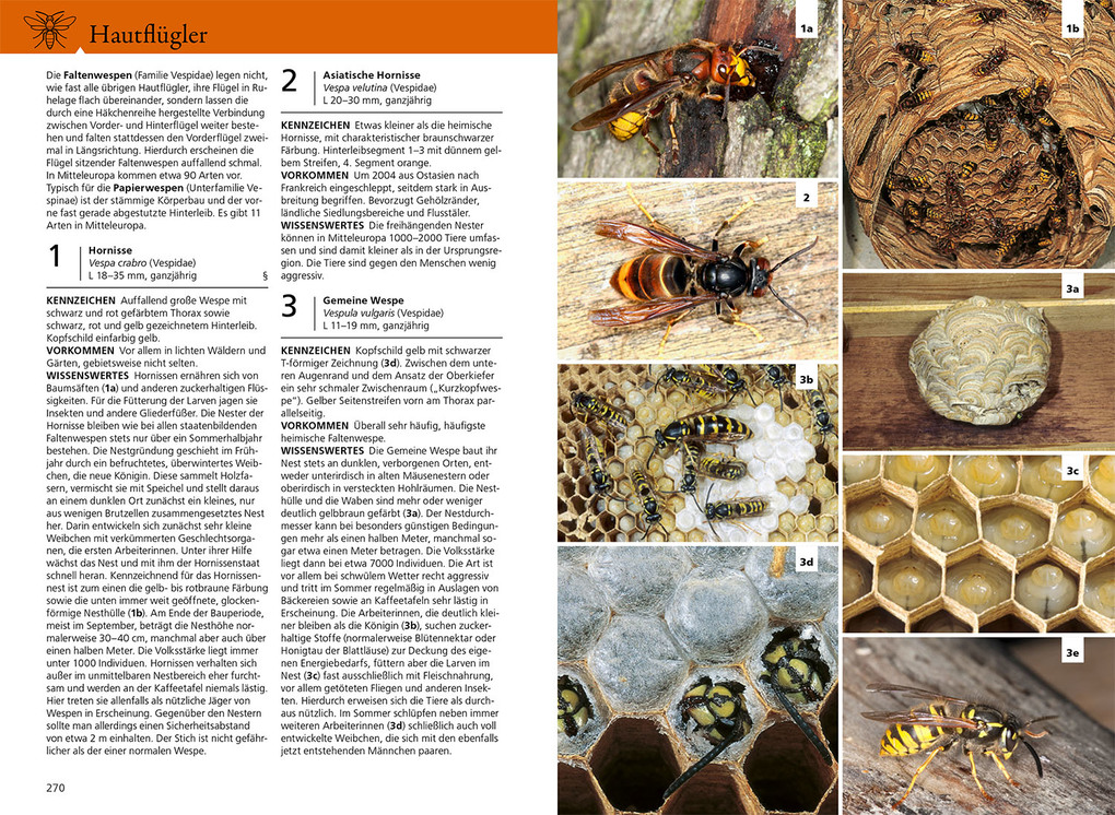 Weitere Ansicht: Der KOSMOS Insektenführer | Heiko Bellmann, Lars Wilker