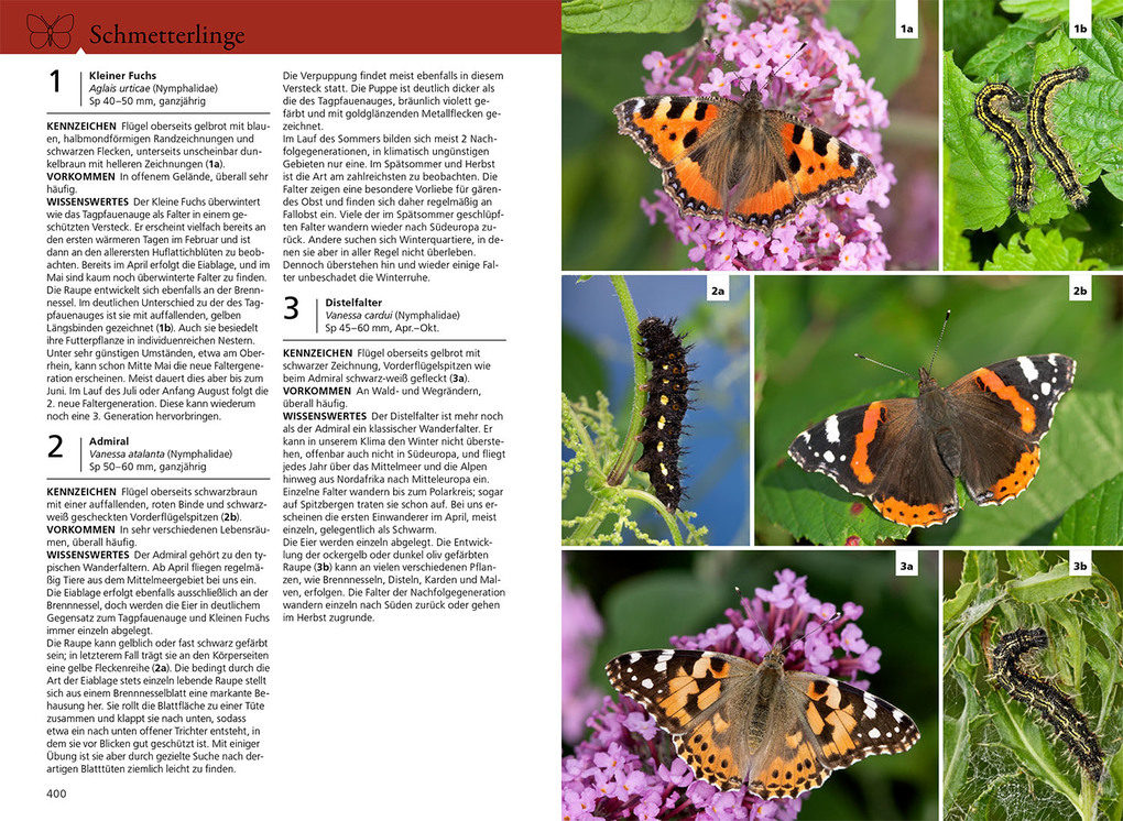 Weitere Ansicht: Der KOSMOS Insektenführer | Heiko Bellmann, Lars Wilker