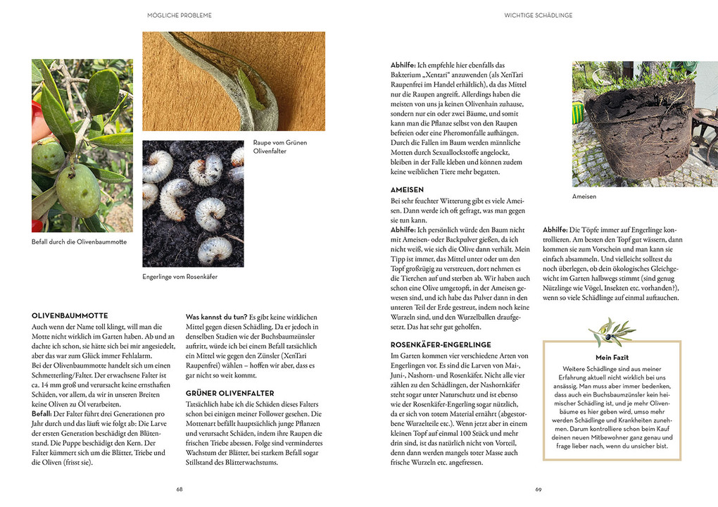 Weitere Ansicht: Olivenbaum ganz einfach | Tina Ullmann