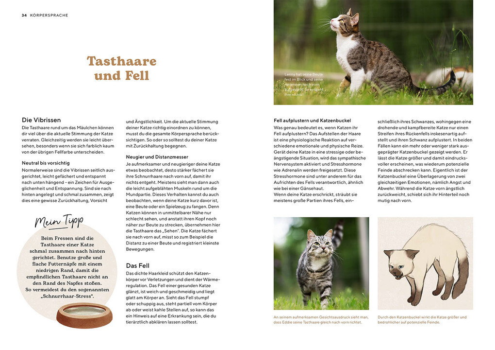 Weitere Ansicht: Katzensprache | Kerstin Höfkes