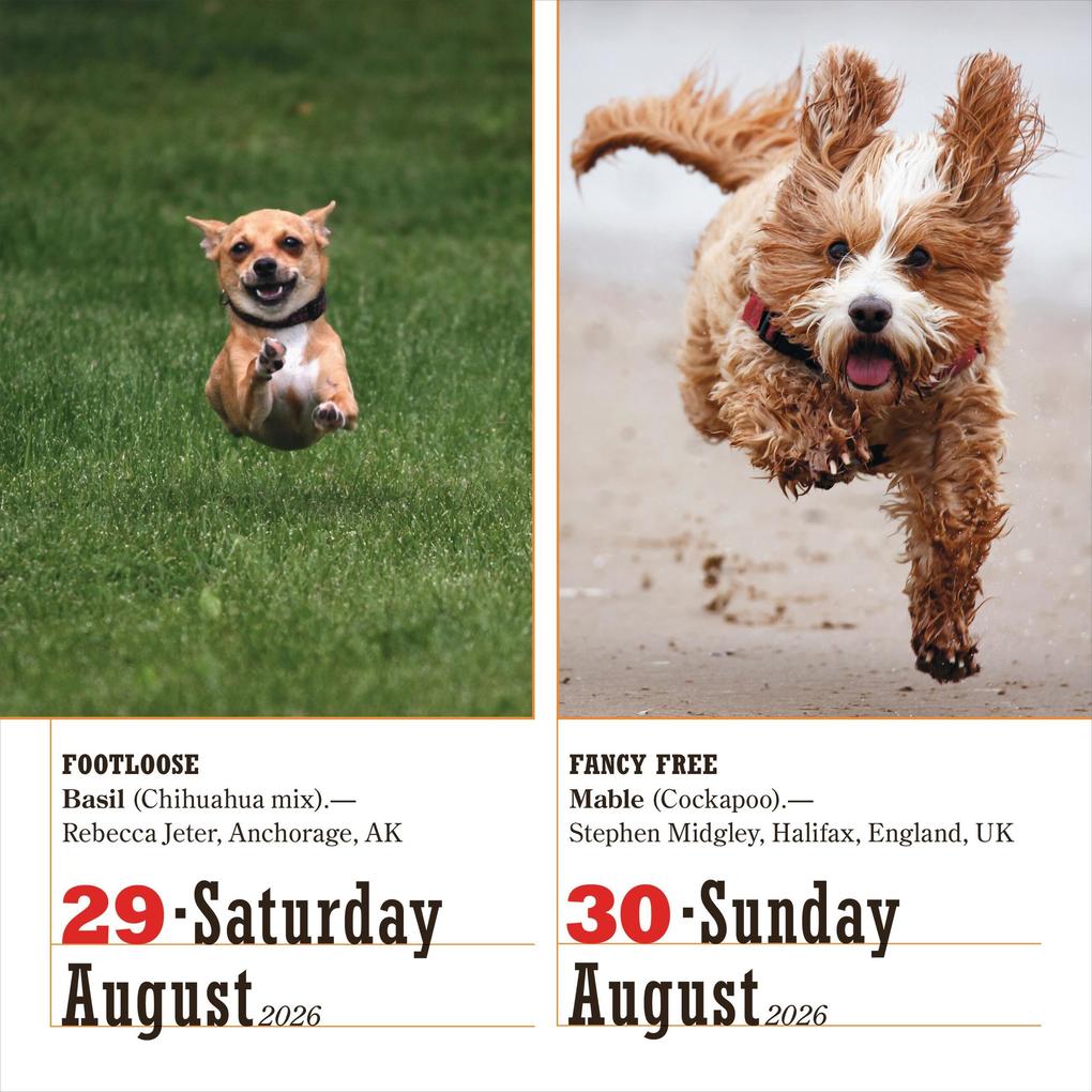 Weitere Ansicht: 365 Dogs Page-A-Day® Calendar 2026