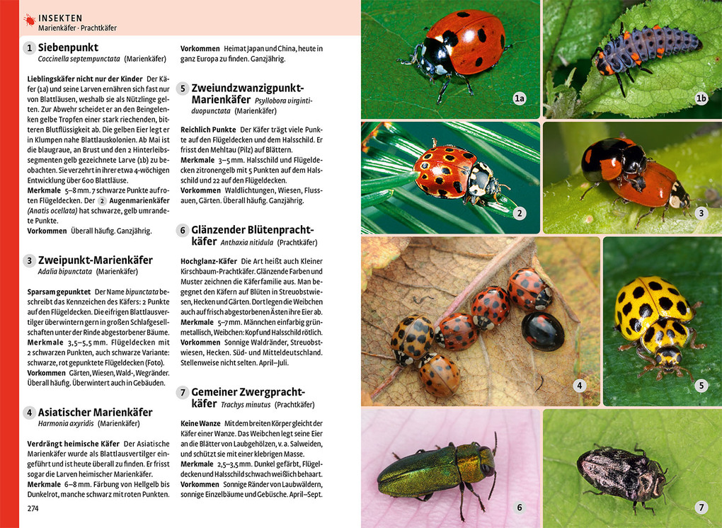 Weitere Ansicht: Der große Kosmos-Naturführer Tiere und Pflanzen | - -