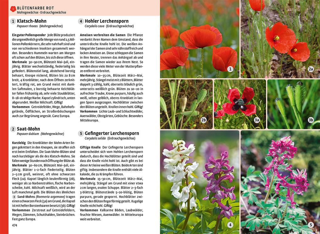 Weitere Ansicht: Der große Kosmos-Naturführer Tiere und Pflanzen | - -