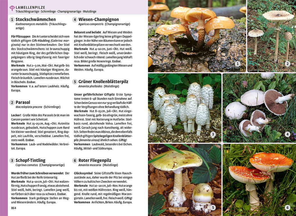 Weitere Ansicht: Der große Kosmos-Naturführer Tiere und Pflanzen | - -