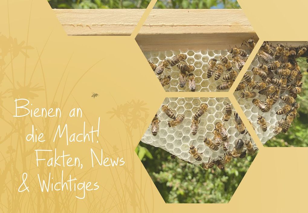 Weitere Ansicht: Imkern mit Naturwabenbau | Undine Westphal