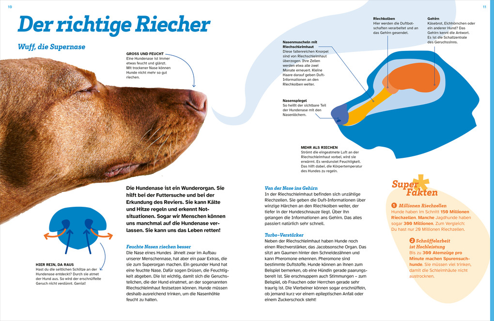 Weitere Ansicht: WAS IST WAS Hunde. Auf die Pfoten, fertig, los! | Christine Paxmann