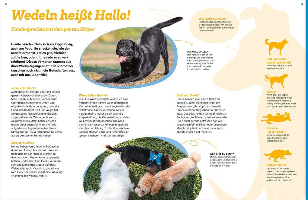 Weitere Ansicht: WAS IST WAS Hunde. Auf die Pfoten, fertig, los! | Christine Paxmann