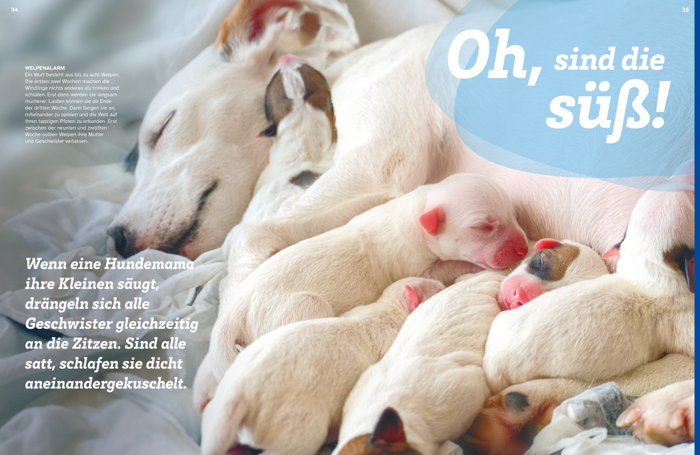 Weitere Ansicht: WAS IST WAS Hunde. Auf die Pfoten, fertig, los! | Christine Paxmann