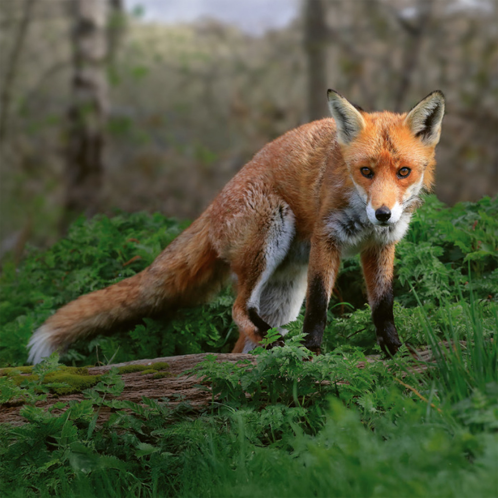 Weitere Ansicht: Einheimische Säugetiere - das Memo-Spiel | Haupt Verlag