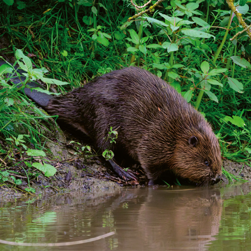 Weitere Ansicht: Einheimische Säugetiere - das Memo-Spiel | Haupt Verlag