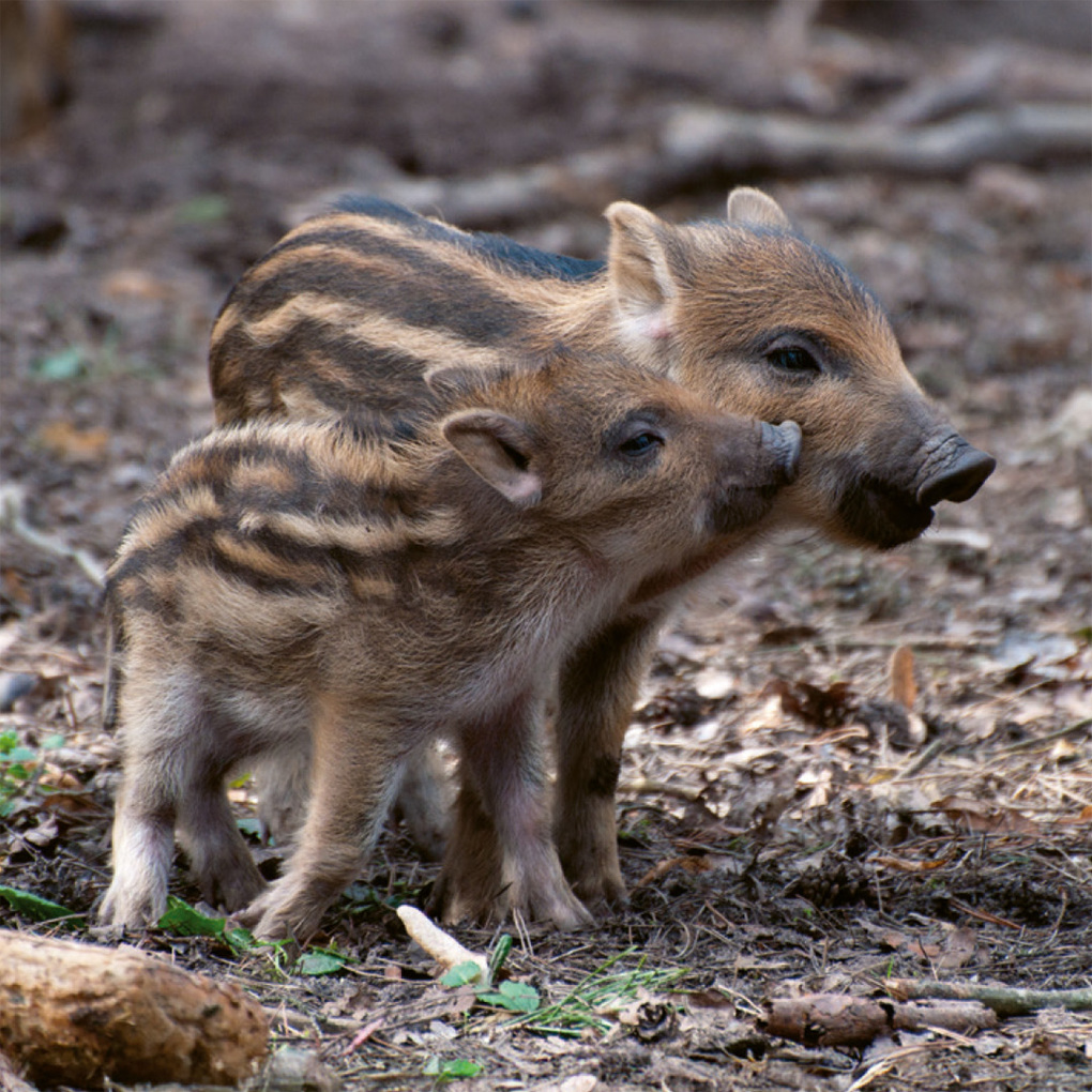 Weitere Ansicht: Einheimische Säugetiere - das Memo-Spiel | Haupt Verlag