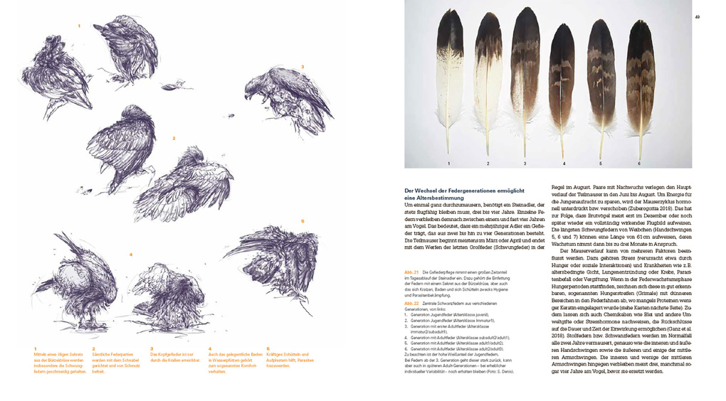 Weitere Ansicht: Der Steinadler | David Jenny, Serge Denis, Heinrich Haller
