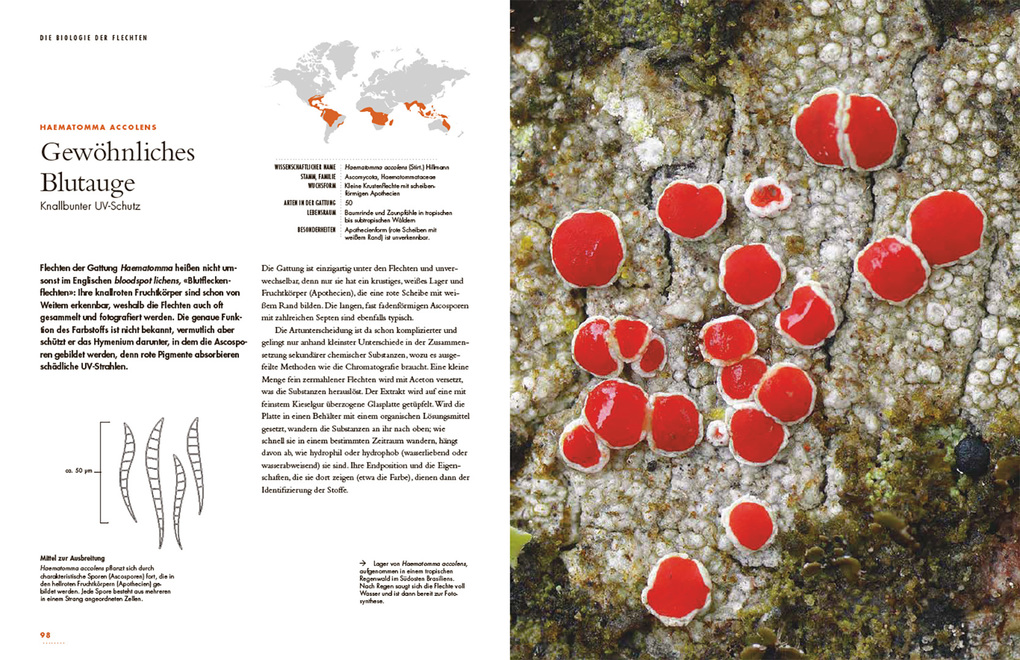 Weitere Ansicht: Flechten | Robert Lücking, Toby Spribille