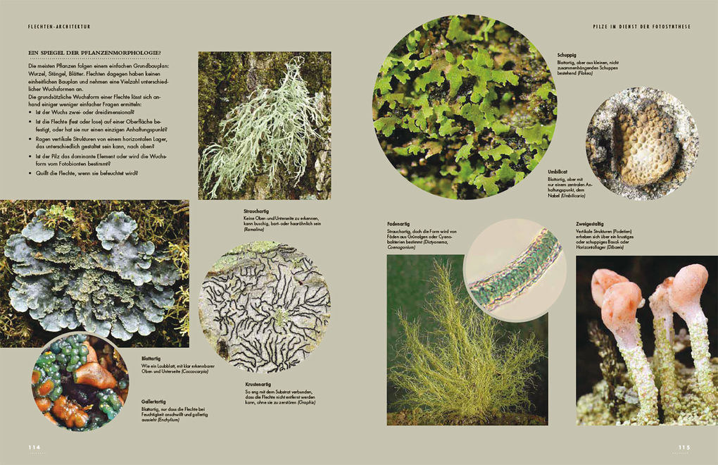 Weitere Ansicht: Flechten | Robert Lücking, Toby Spribille