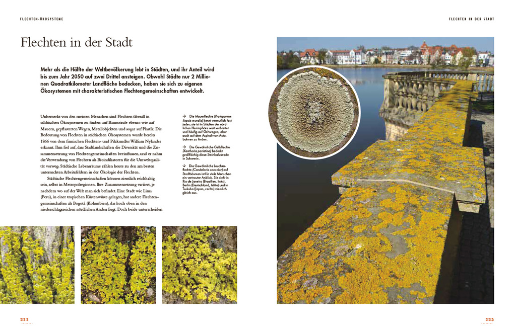 Weitere Ansicht: Flechten | Robert Lücking, Toby Spribille