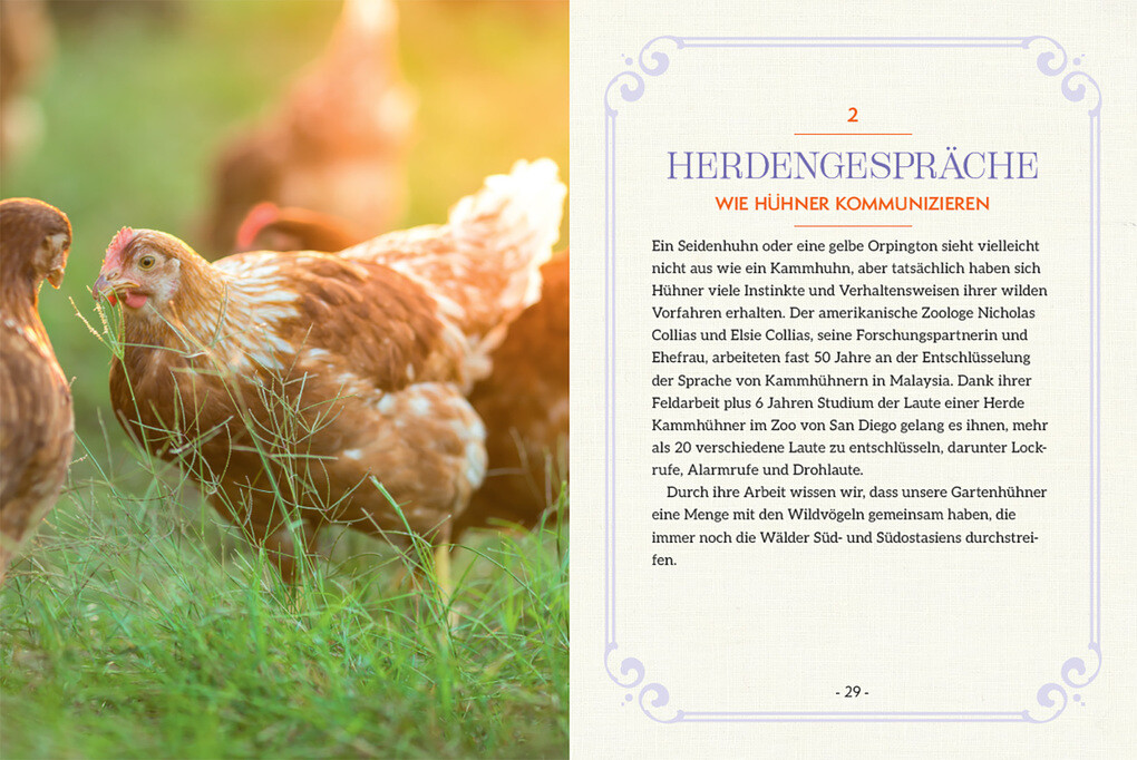 Weitere Ansicht: How to Read a Chicken's Mind | Melissa Caughey