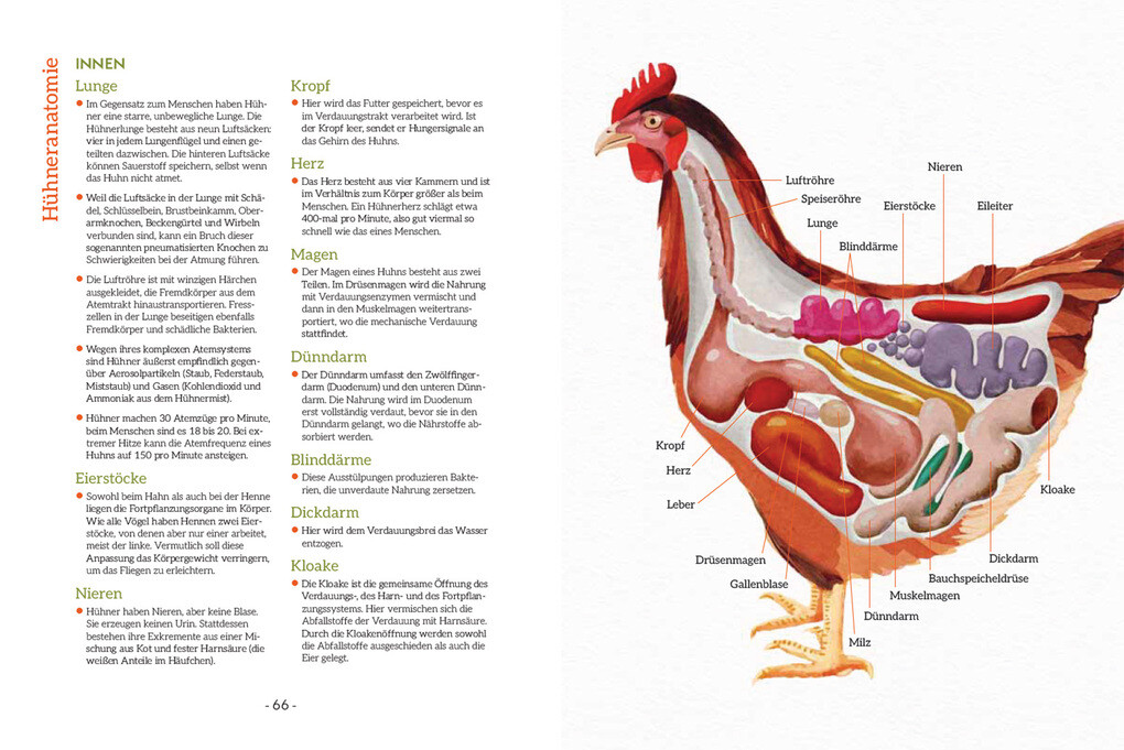 Weitere Ansicht: How to Read a Chicken's Mind | Melissa Caughey