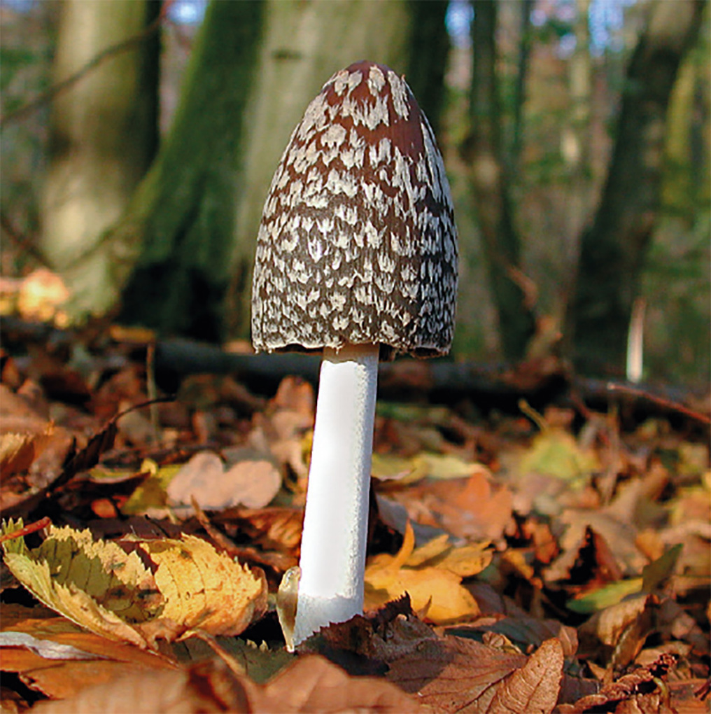 Weitere Ansicht: Einheimische Pilze - das Memo-Spiel | Haupt Verlag