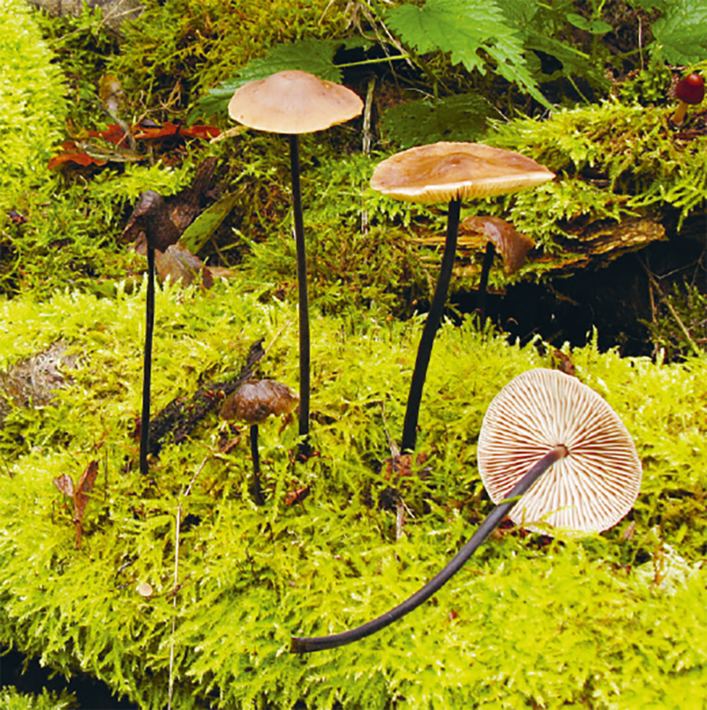 Weitere Ansicht: Einheimische Pilze - das Memo-Spiel | Haupt Verlag