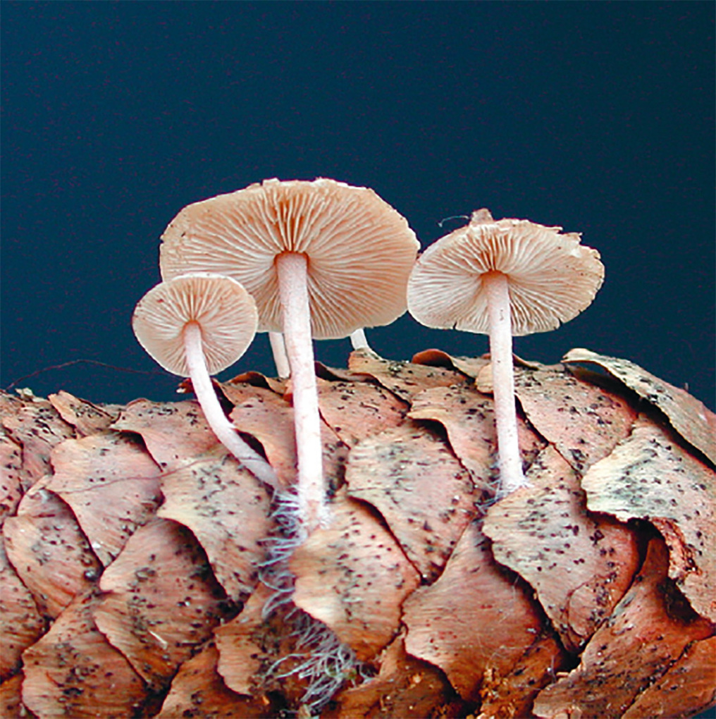 Weitere Ansicht: Einheimische Pilze - das Memo-Spiel | Haupt Verlag