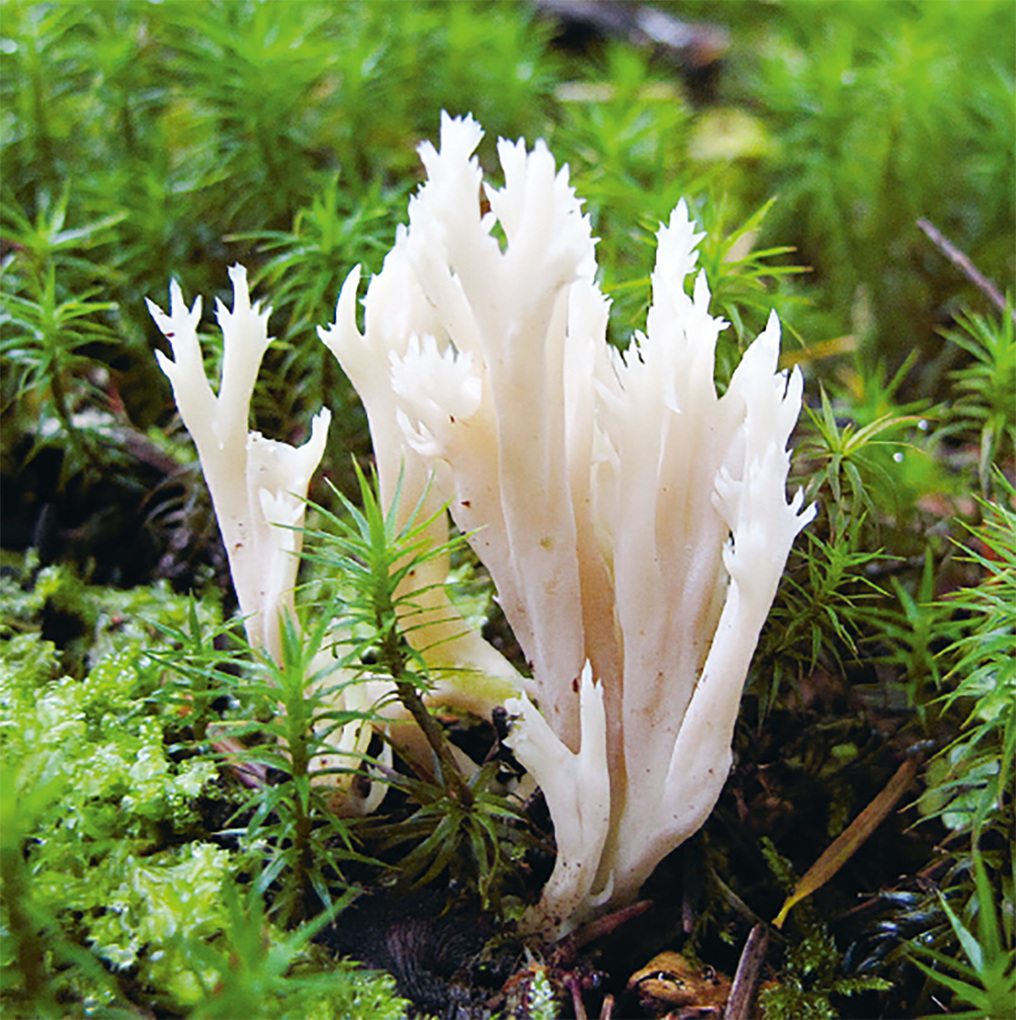 Weitere Ansicht: Einheimische Pilze - das Memo-Spiel | Haupt Verlag