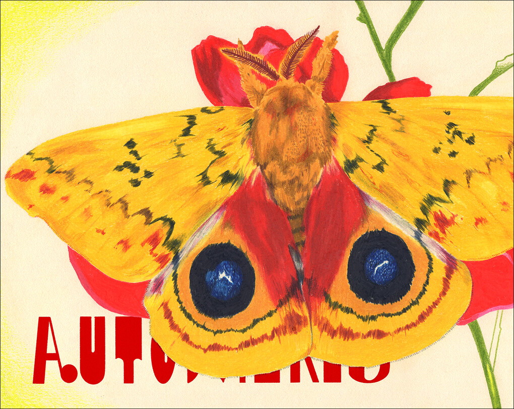 Weitere Ansicht: Nachtfalter | Cornelia Funke