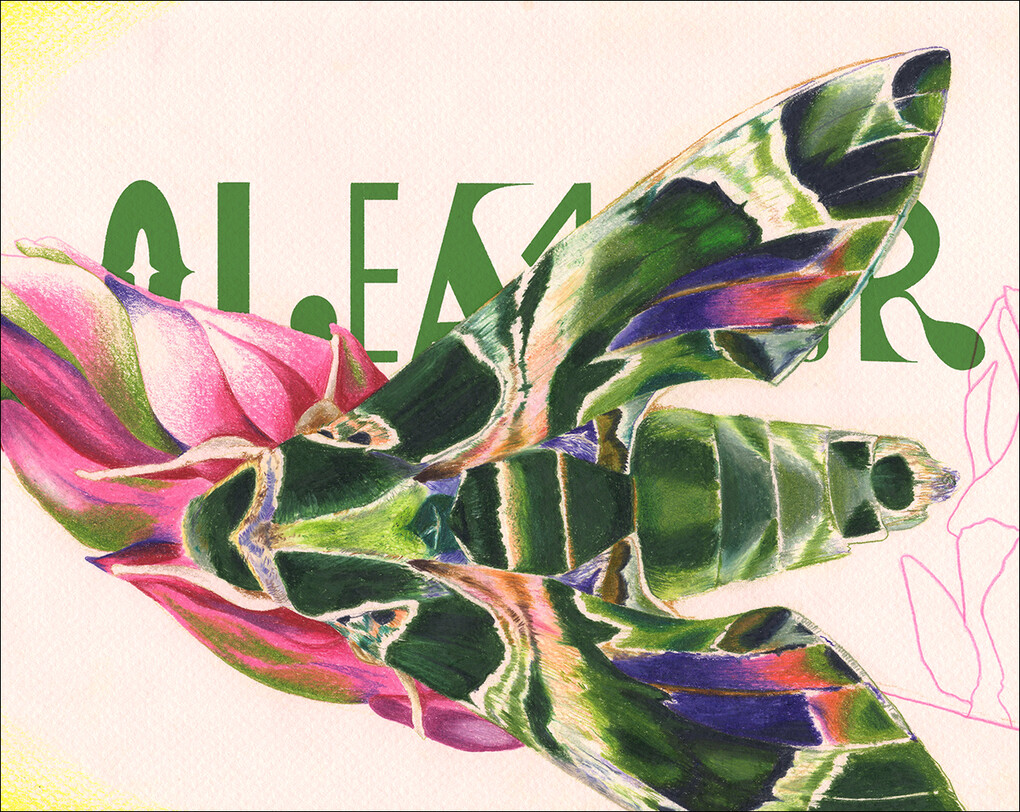 Weitere Ansicht: Nachtfalter | Cornelia Funke