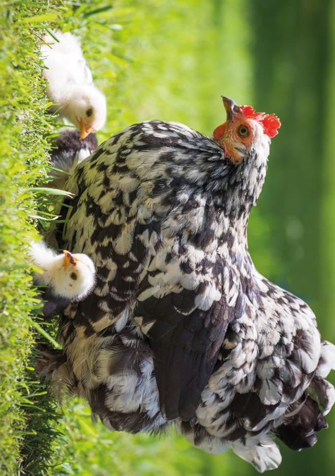 Weitere Ansicht: Postkartenblock Hühner