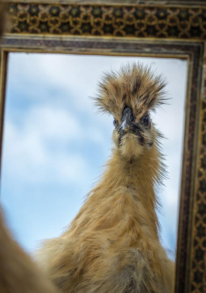 Weitere Ansicht: Postkartenblock Hühner